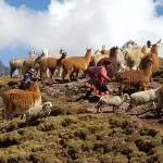 Llamas pack