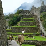 Machupicchu exploring