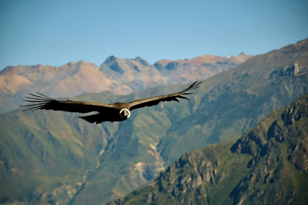 Condor moment
