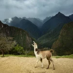 Llama moments 1