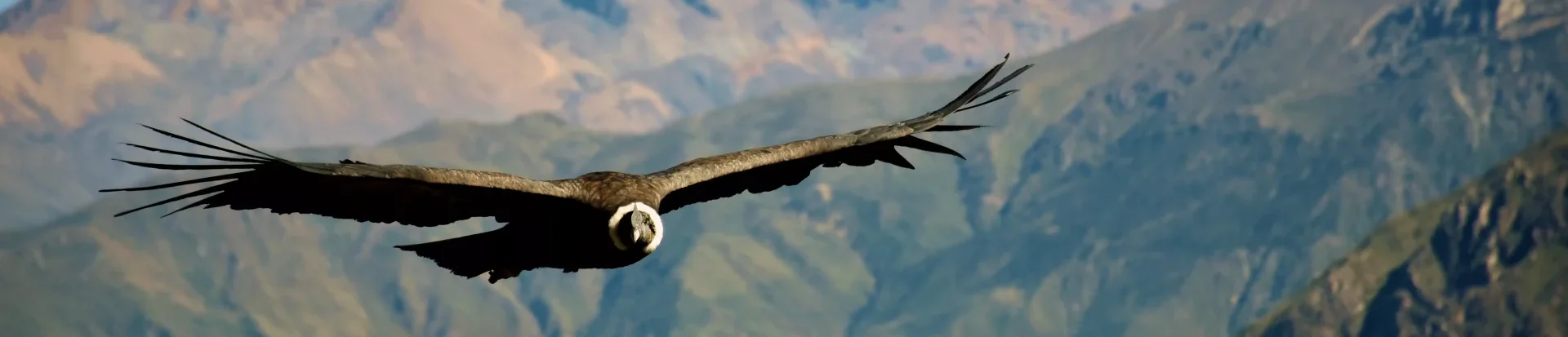 Condor 1 scaled e1748033437115